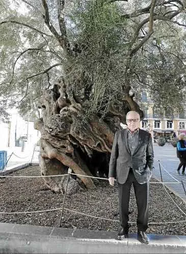 Jaime Batle, junto al emblemático olivo que donó de su finca de Pollença