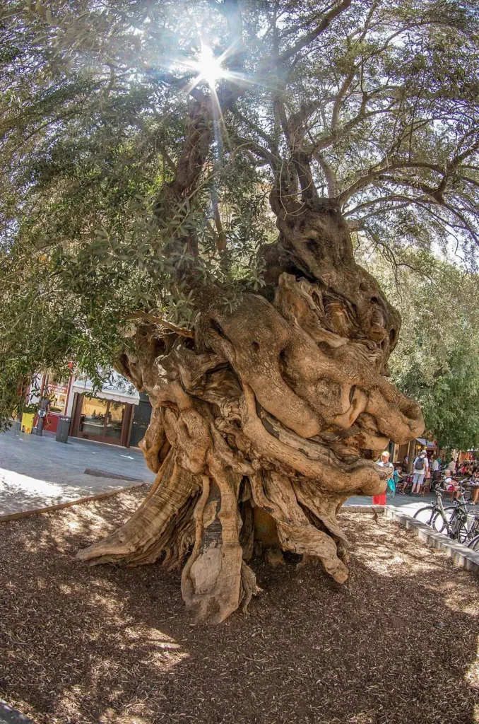 olivo de cort en dia soleado de mallorca