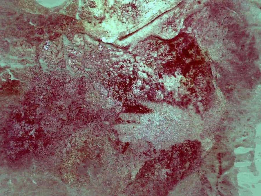 cueva paleolitica de maltravieso caceres