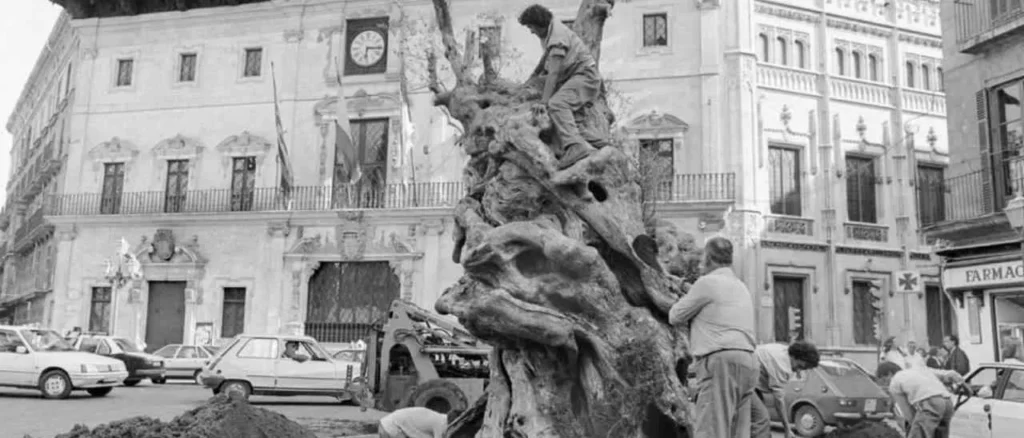 En lo alto del árbol de olivo recién sembrado en la plaza de cort palma de mallorca