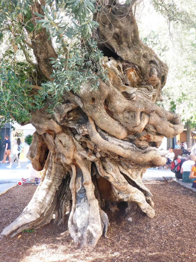 olivera de cort en palma de mallorca