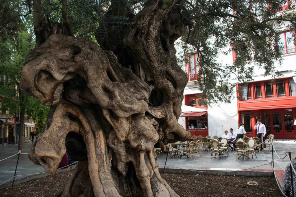 plaza de cort con olivo de 600 años