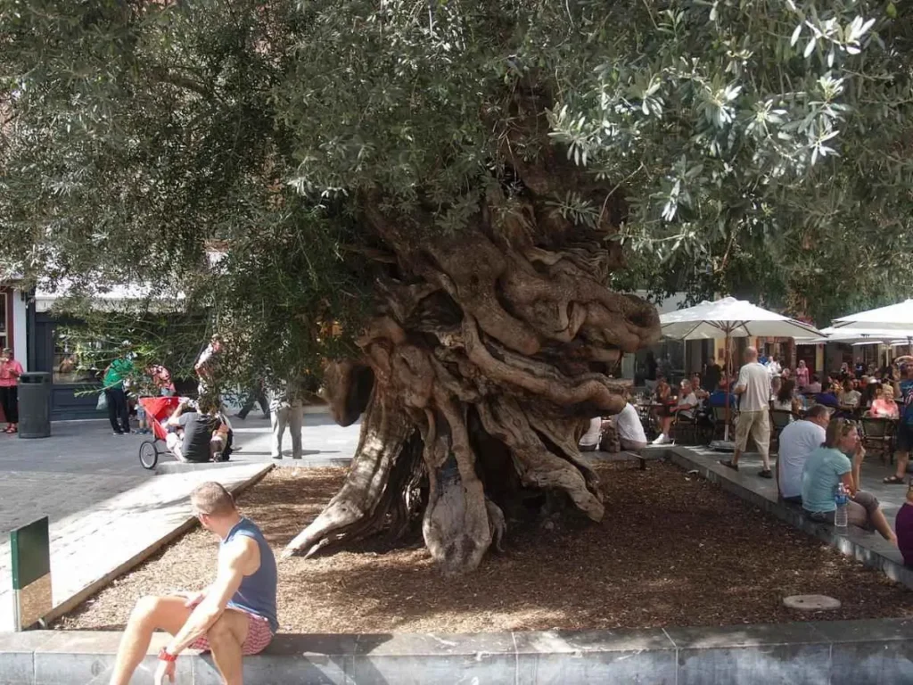 arbol mas fotogenico de mallorca