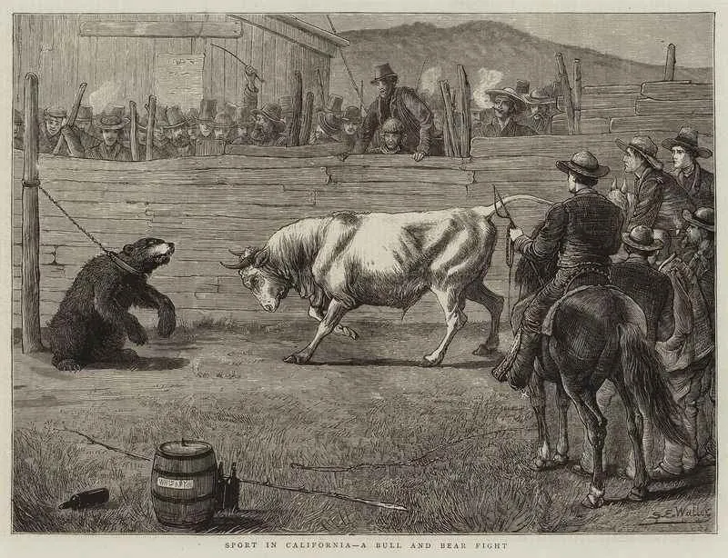 Una ilustración de 1876 de una corrida de toros y osos en California que apareció en la prensa británica.