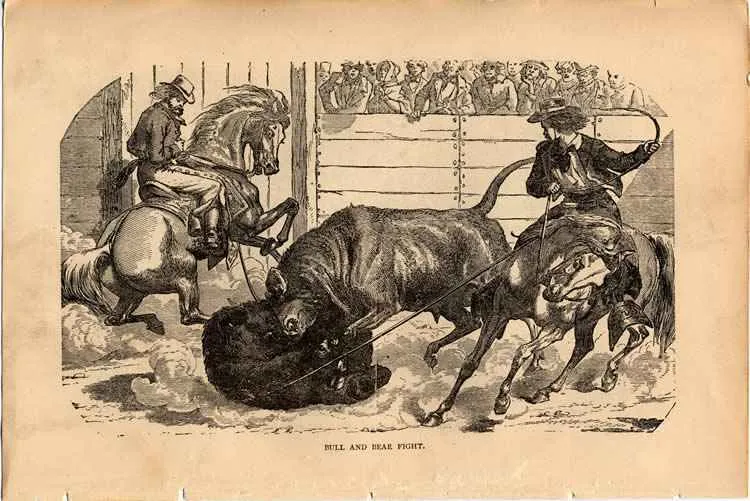 Un dibujo de una pelea de toros y osos que apareció en el Gran Oeste en 1854.