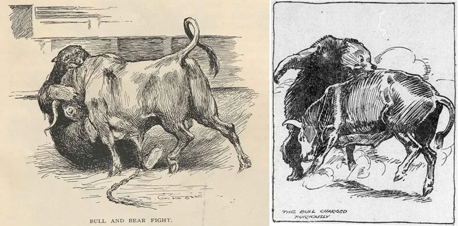 Representaciones de peleas de toros y osos, en una edición de 1890 de la revista Century Illustrated Monthly, a la izquierda, y en una edición de 1911 del San Francisco Call.