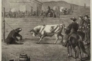 pelea de un oso contra toros en california del siglo 19