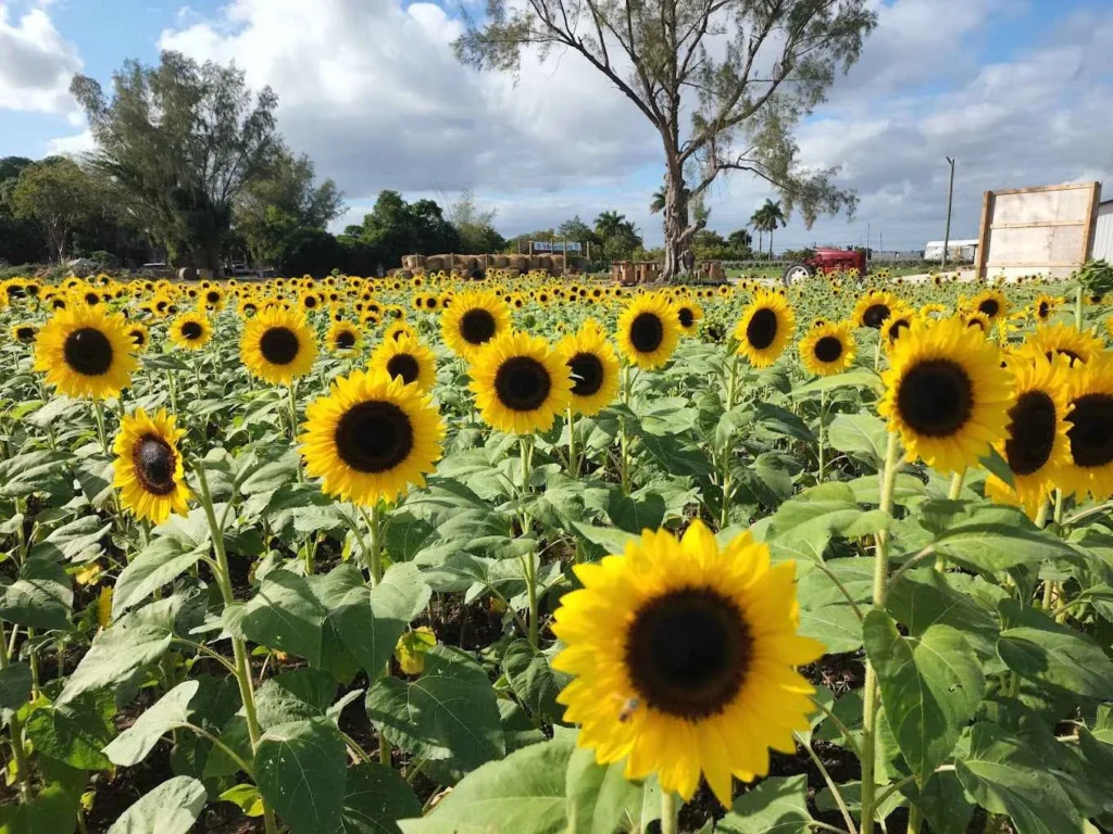 campo de girasoles en miami