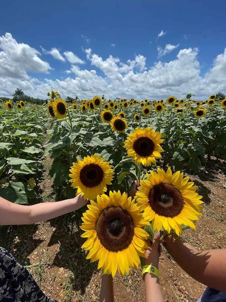 laberinto de girasoles en miami