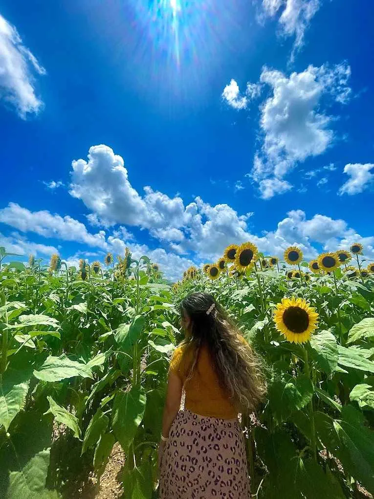 girasoles en miami