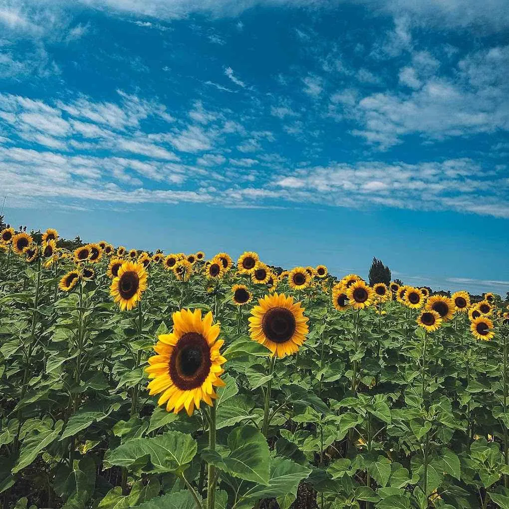 campo de girasoles en miami