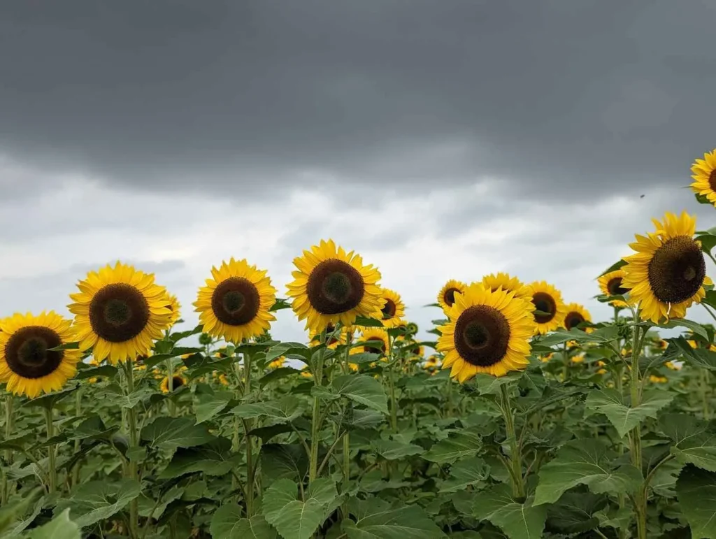 campo de girasoles en miami-dade
