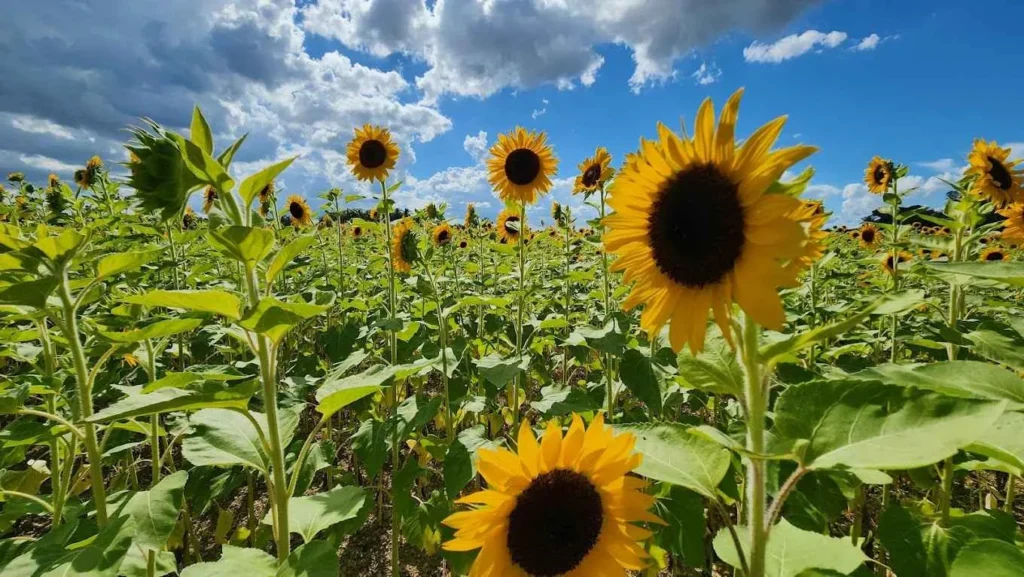 miami girasoles