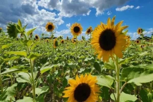 the berry farm campo de girasoles en miami