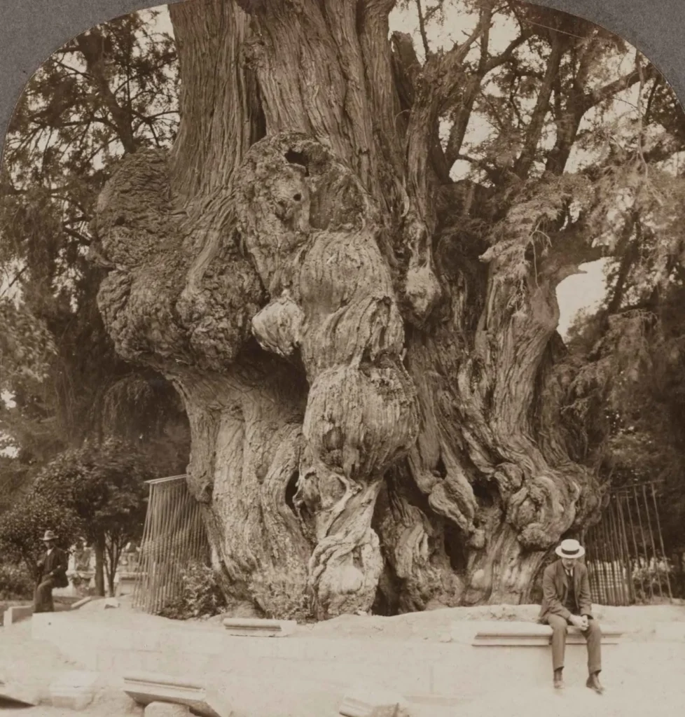 foto antigua del ahuehuete arbol de la noche triste