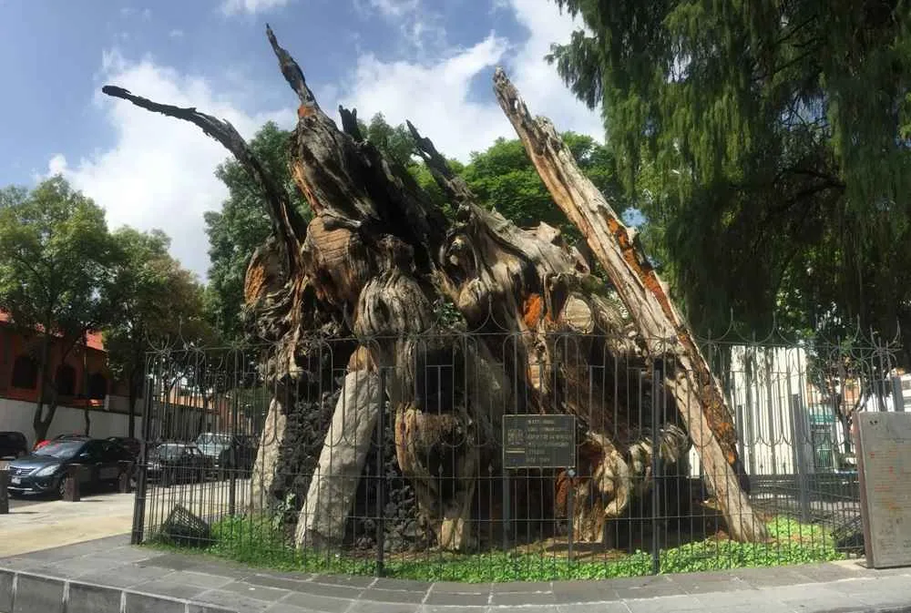arbol donde lloró hernán cortés