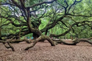 El majestuoso Roble del Ángel en Charleston