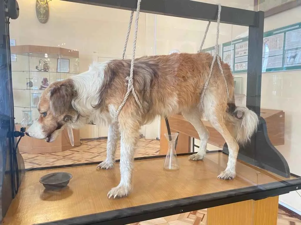 uno de los perros que Pavlov uso en sus experimeto esta disecado en san petersburgo