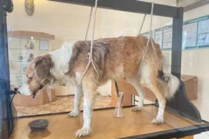 perro disecado que formo parte de los experimentos de ivan pavlov en san petersburgo