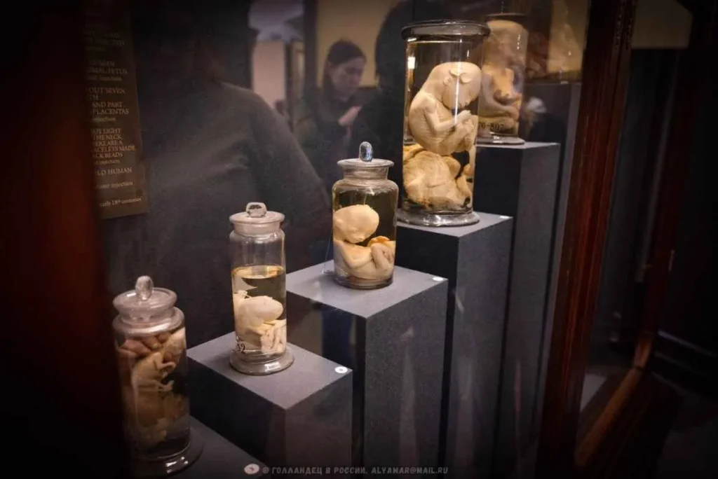 Desarrollo embrionario mes a mes. Museo de pedro el grande