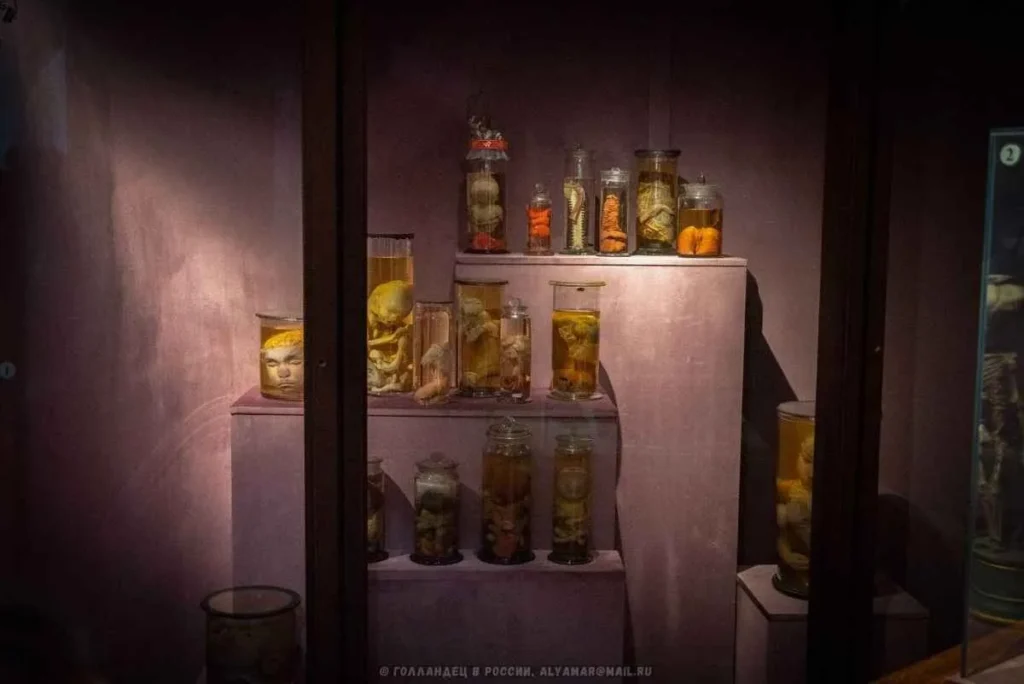 embriones en formaldehído en el museo kunstkamera san petersburgo