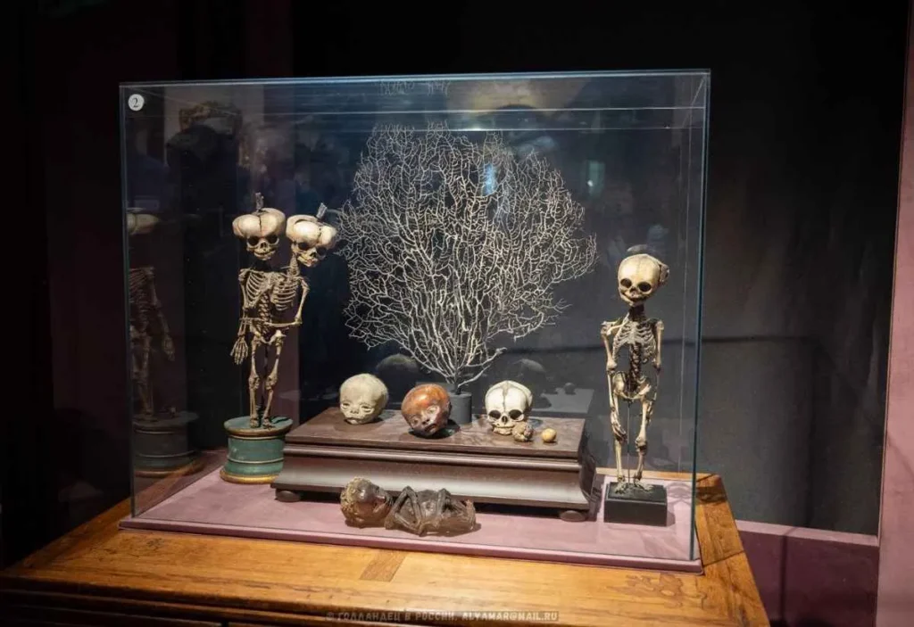 esqueleto de un niño de dos cabezas museo de pedro el grande