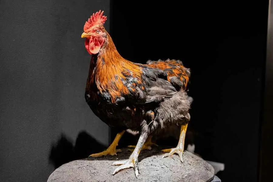 gallo de 4 patas