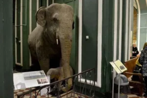 zoologico museo de la universidad estatal de moscu