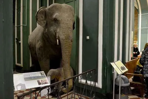 zoologico museo de la universidad estatal de moscu