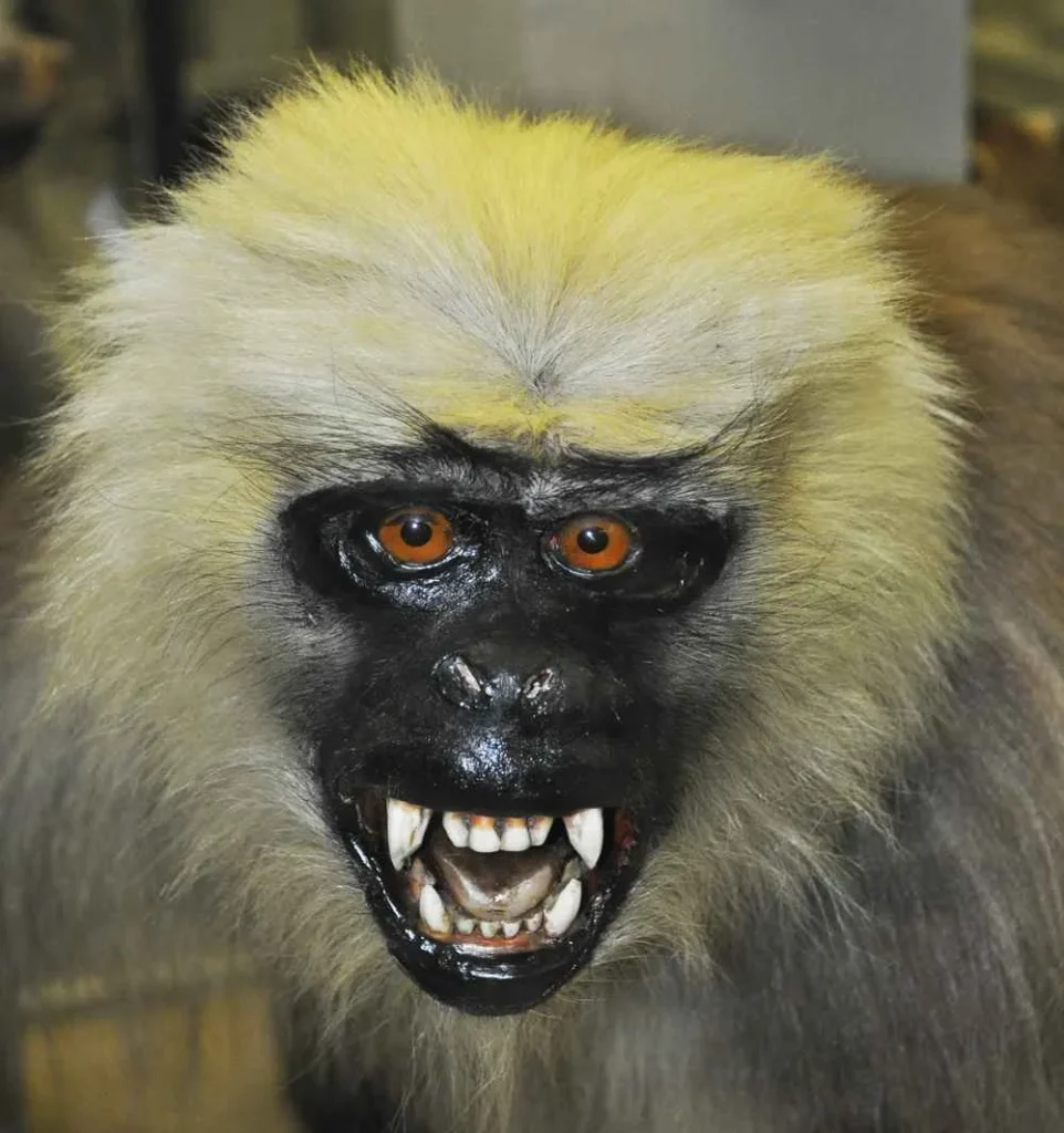 mandril feroz disecado