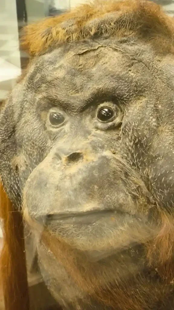 oragutan viendote fijamente en el museo