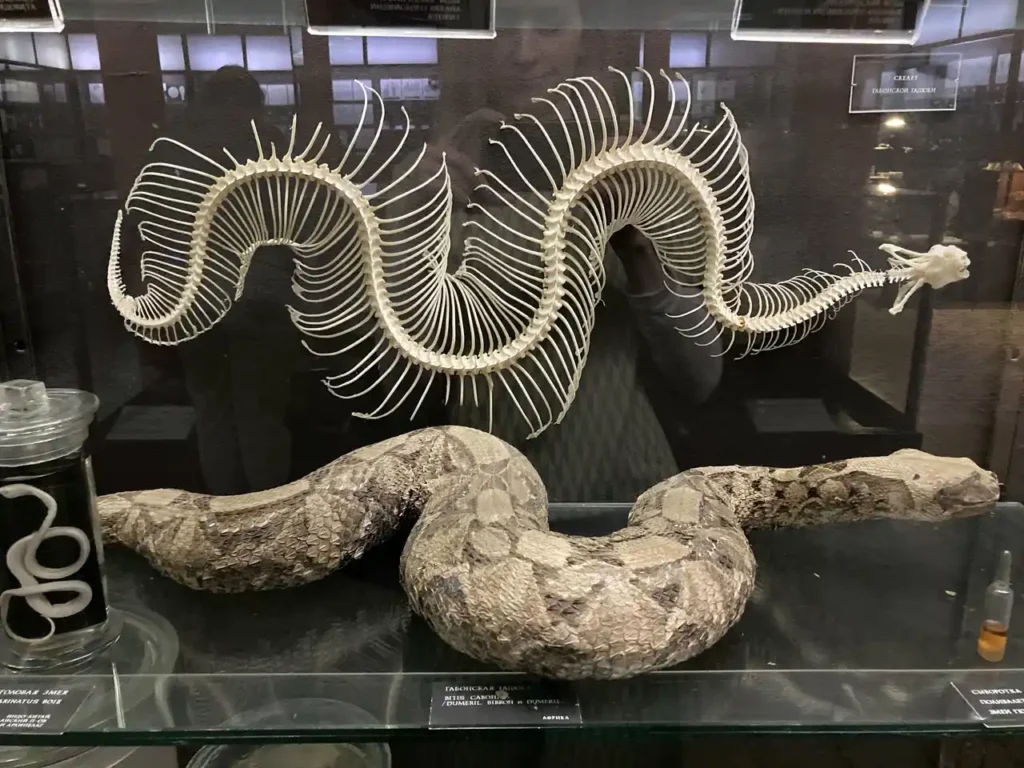 serpiente disecada con su esqueleto por fuera