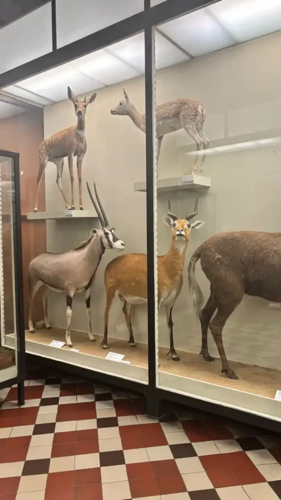 un antilope disecado viendo fijamente desde la vitrina