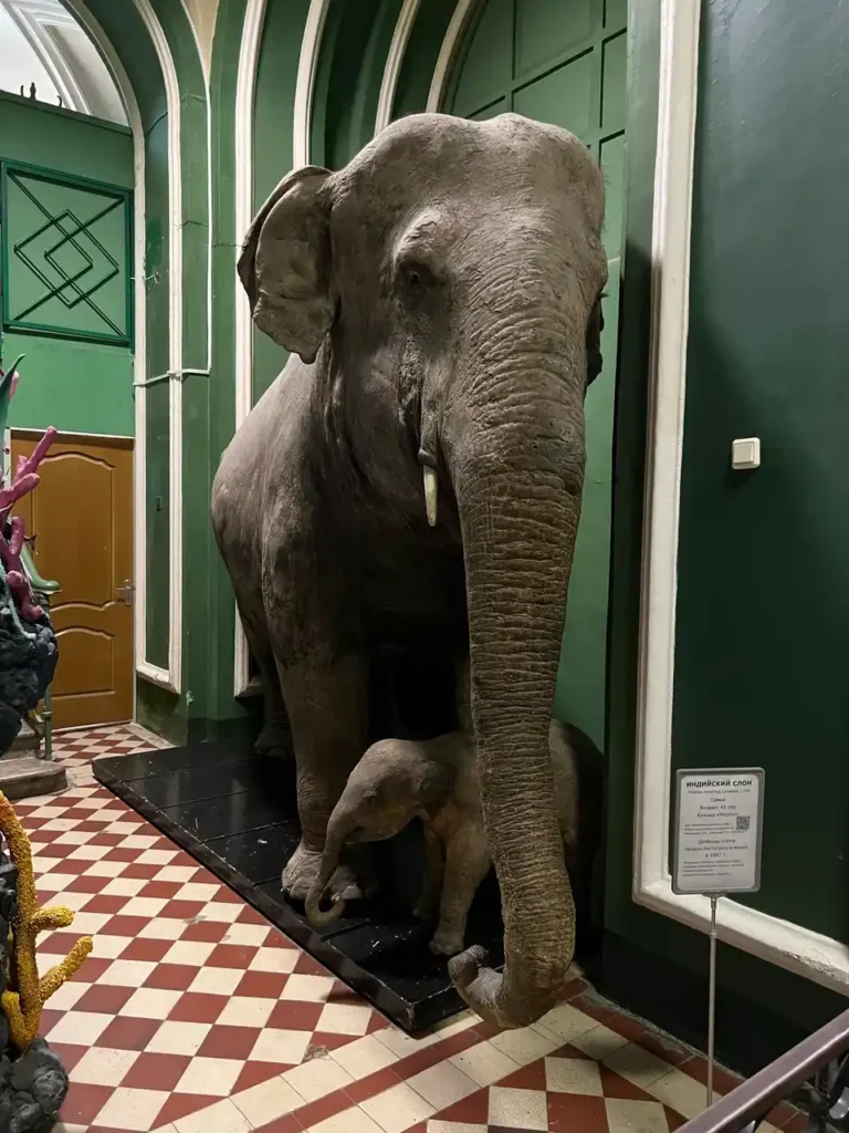 una elefante india disecada con su bebe