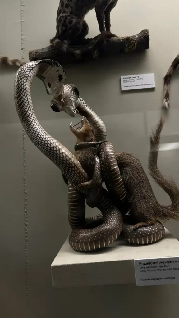 dos cobras peleando con una mangosta