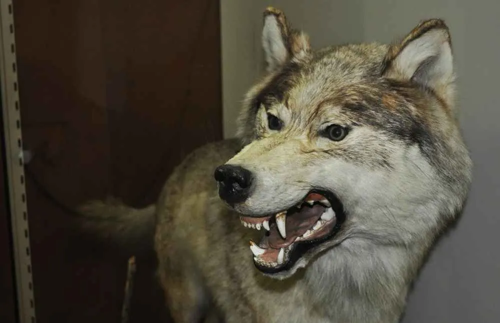 lobo feroz disecado
