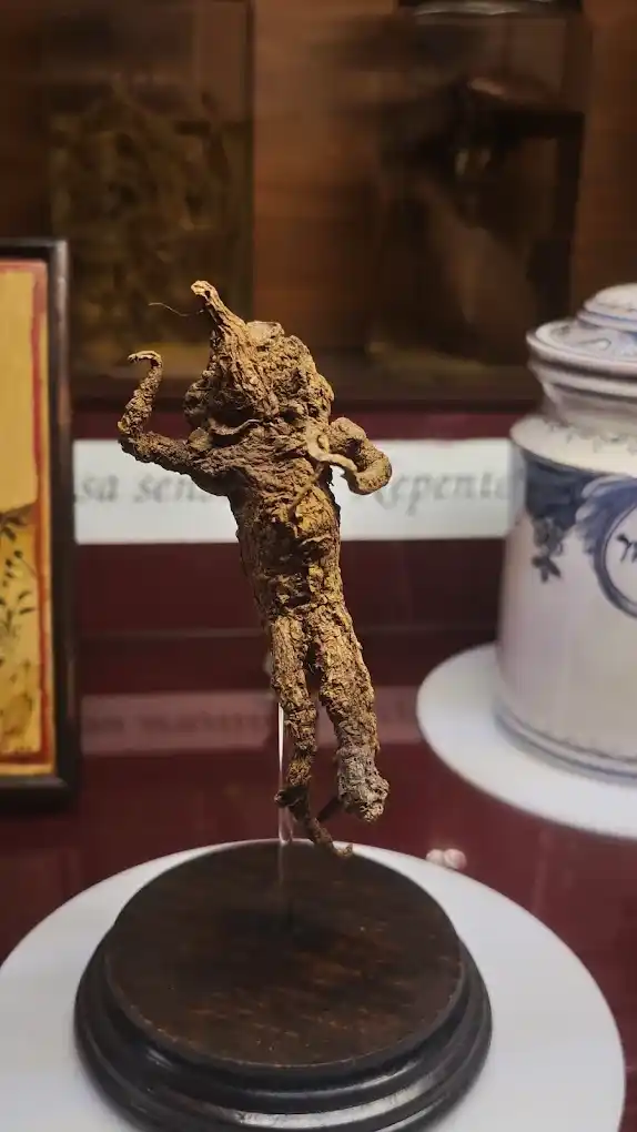 mandragora en museo lara