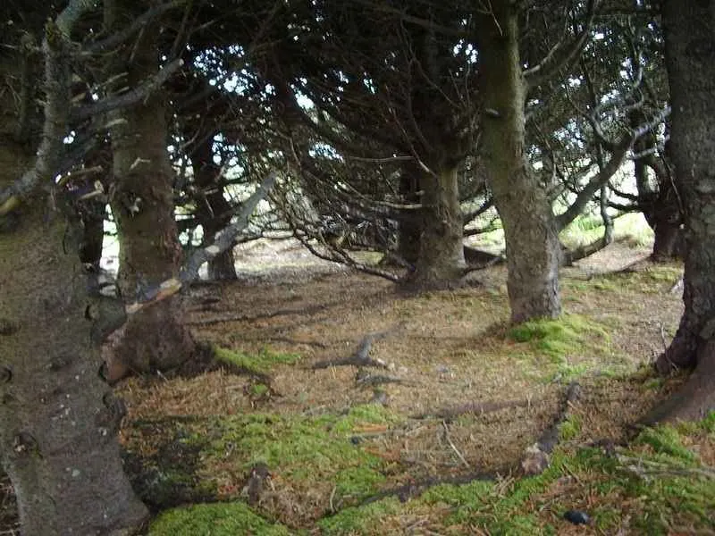 Vista desde el interior del Bosque Nacional de adak