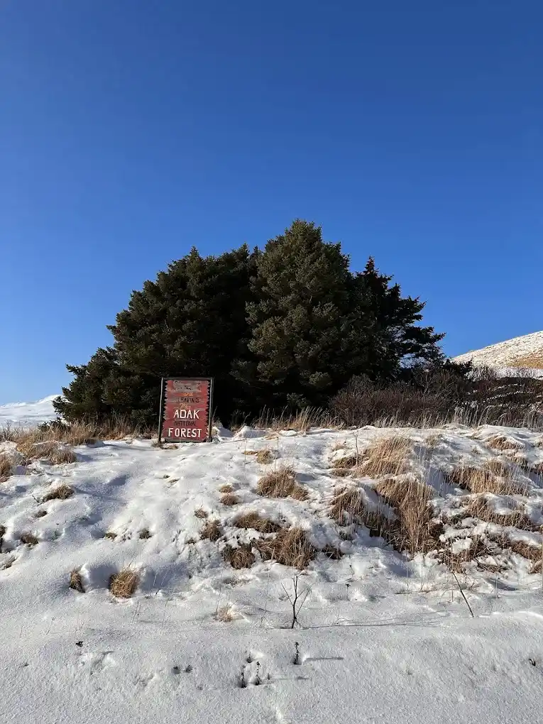 bosque nacional de adak con nieve