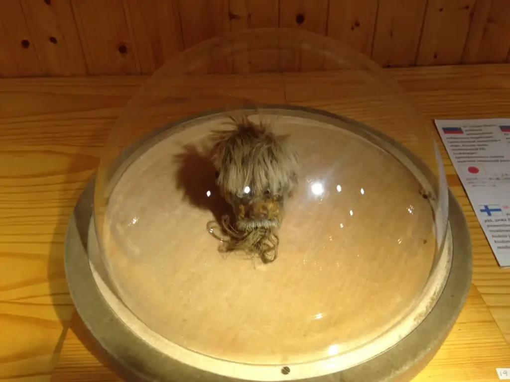 cabeza reducida en el museo de mijas