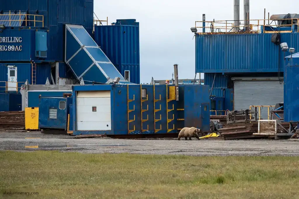 un oso caminando por deadhorse