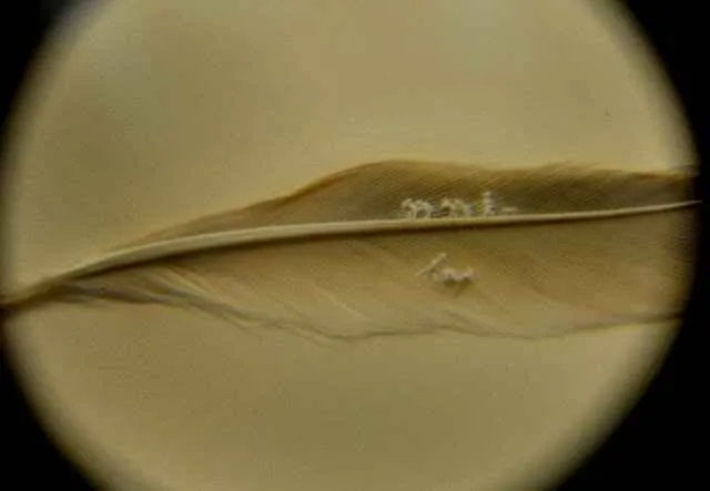 escultura microminiatura sobre una pluma