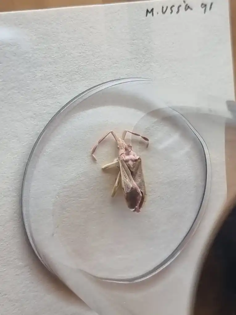 escultura de una mujer sobre una mosca