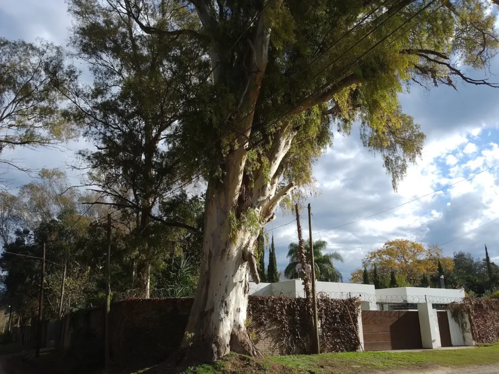 panoramica del arbol viril de villa elisa