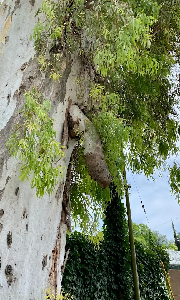 el falo del arbol mas de cerca - villa elisa curiosidades