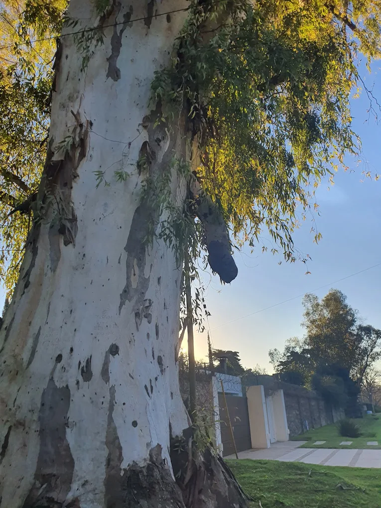 arbol viril de villa elisa