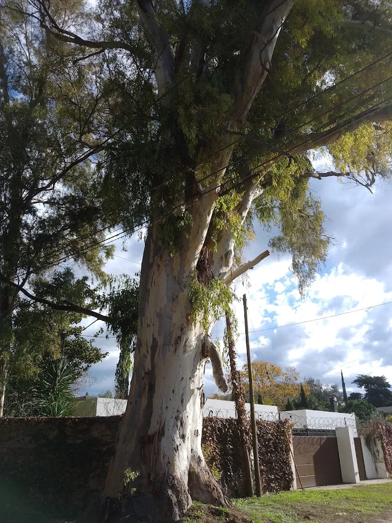 arbol con falo en villa elisa