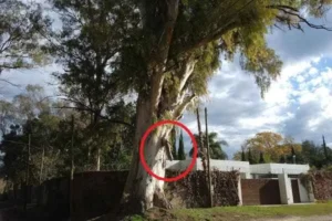 arbol viril con miembro en villa elisa