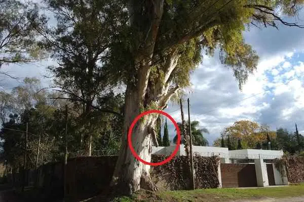 arbol viril con miembro en villa elisa