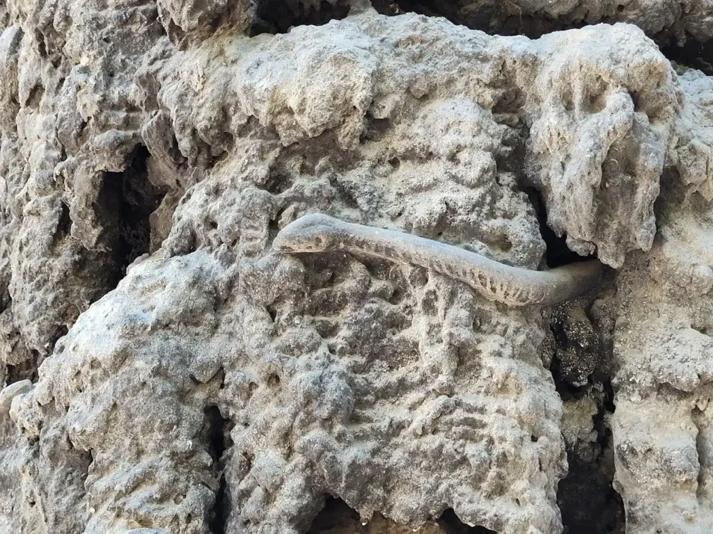 serpiente de piedra en el dripstone wall de praga